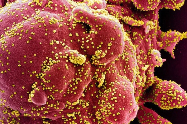 Biến thể mới của Omicron có khả năng ‘phá rào’ miễn dịch mạnh chưa từng thấy-1