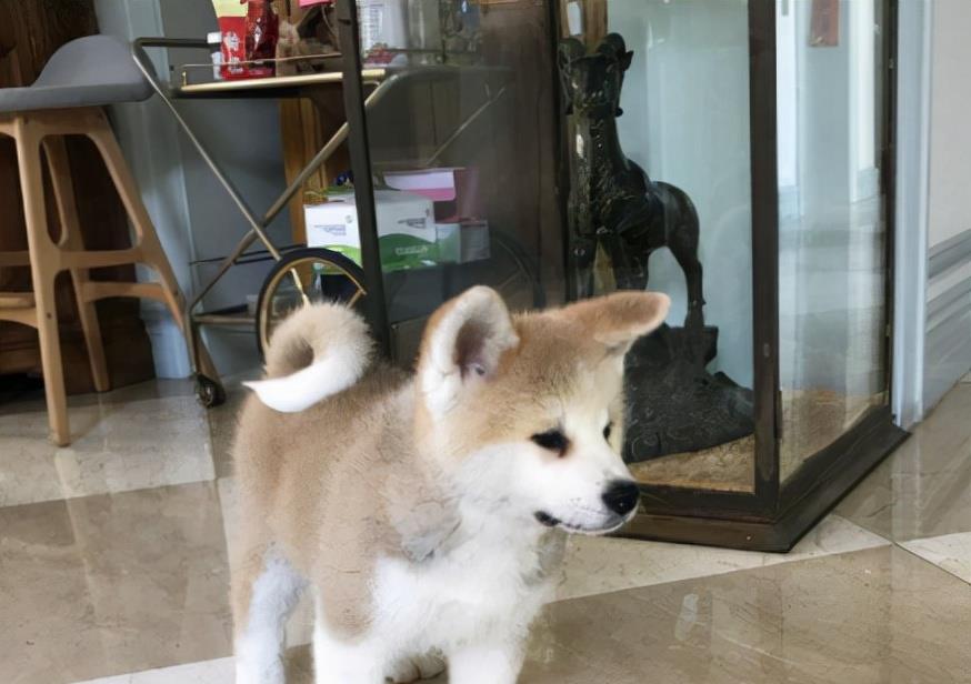 Quách Tĩnh Lý Á Bằng sở hữu biệt thự như mơ dù phá sản vì vỡ nợ-5