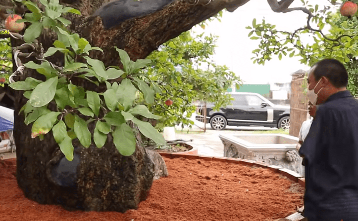 Tận mục siêu cây 120 tỷ đại gia bán chỉ để vợ vui-2