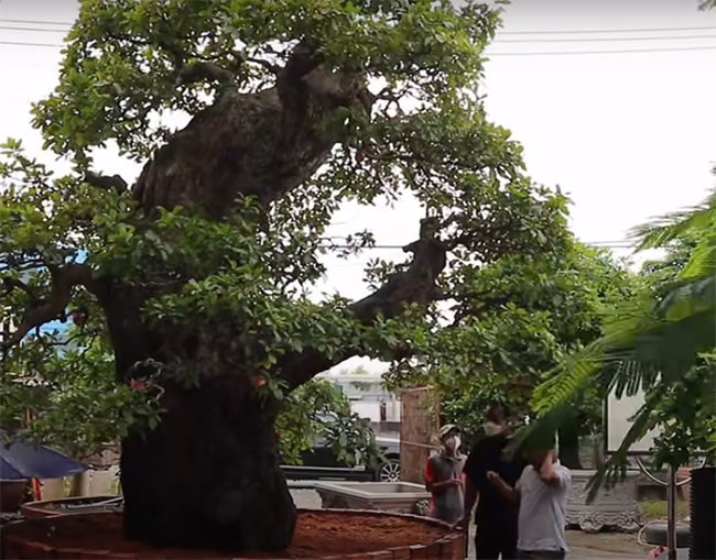 Tận mục siêu cây 120 tỷ đại gia bán chỉ để vợ vui-4