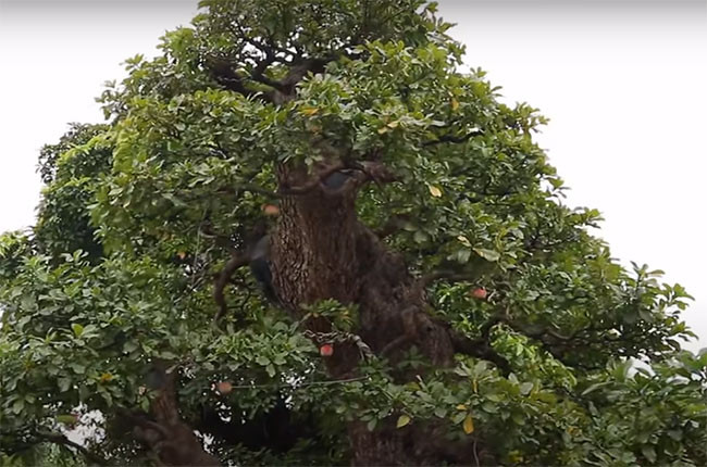 Tận mục siêu cây 120 tỷ đại gia bán chỉ để vợ vui-5