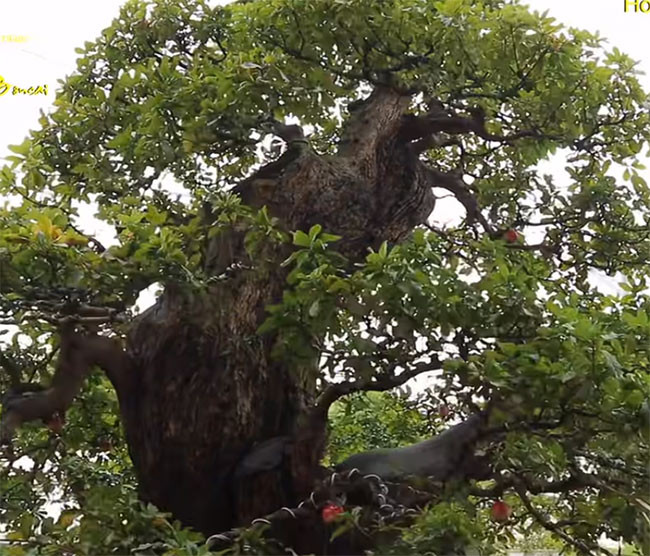 Tận mục siêu cây 120 tỷ đại gia bán chỉ để vợ vui-6