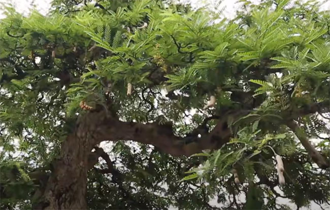 Tận mục siêu cây 120 tỷ đại gia bán chỉ để vợ vui-11