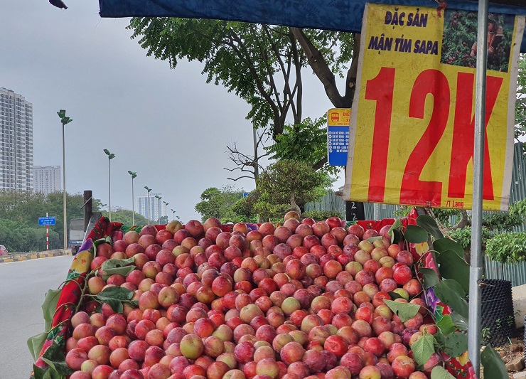 Mận khổng lồ” gắn mác đặc sản Sa Pa xuống phố, nhìn bảng giá không khỏi bất ngờ-3