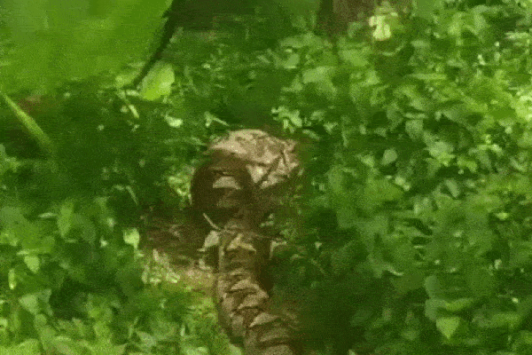 Trăn khổng lồ với chiếc bụng phình to sau khi đột nhập trang trại