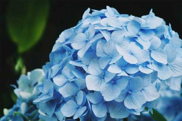 3 con giáp nam hiền lành, chu đáo, hết lòng yêu chiều vợ, ai cưới được quả là có phúc-1