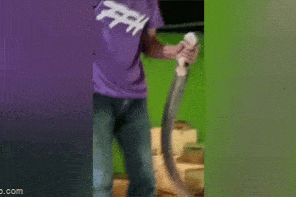 Hổ mang chúa khổng lồ trườn qua dưới chân, phản ứng của nhà sư khiến ai nấy tròn mắt kinh ngạc-1