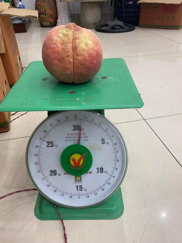 Loại đào Trung Quốc giá đến 200.000 đồng/kg, dân buôn bán cả vài tấn quả-3