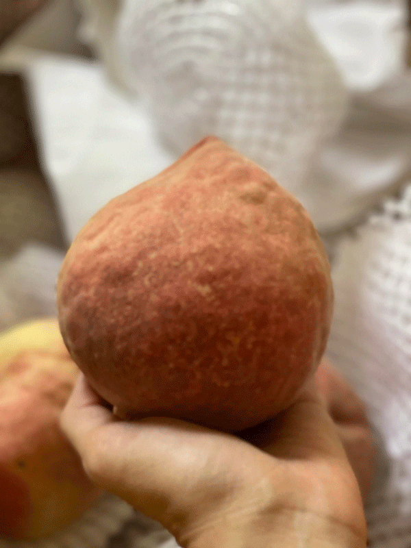 Loại đào Trung Quốc giá đến 200.000 đồng/kg, dân buôn bán cả vài tấn quả-1