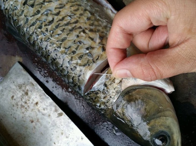 Kho cá nào cũng được, cứ làm đúng 4 điều này đảm bảo cá nhừ cả xương, đậm đà, không tanh-3