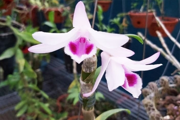 Lan đột biến hết thời, rẻ như rau: Người từng dốc tiền tỷ chơi hoa nói gì?-1