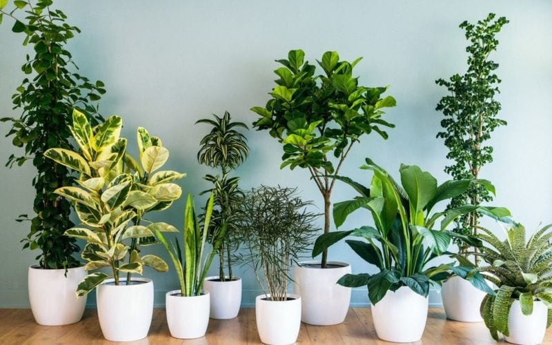 Bỏ trứng và chuối xuống đáy chậu cây: Tưởng nghịch dại nhưng một thời gian sau nhận lại điều bất ngờ-1