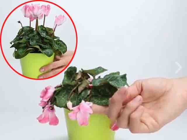 Bỏ trứng và chuối xuống đáy chậu cây: Tưởng nghịch dại nhưng một thời gian sau nhận lại điều bất ngờ-3