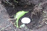 Bỏ trứng và chuối xuống đáy chậu cây: Tưởng nghịch dại nhưng một thời gian sau nhận lại điều bất ngờ