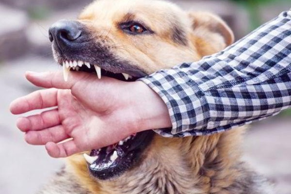 Giết mổ chó cùng họ hàng, người đàn ông Hà Nội tử vong vì bệnh dại-1