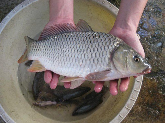 Kho cá mãi vẫn không ngon lại có mùi tanh nồng, ghi nhớ 4 điều này món ăn cực hoàn hảo-1