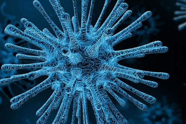 Một virus khỉ khác đang sẵn sàng lây sang người-1