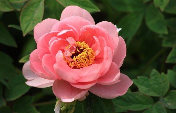 Sinh ngày Âm lịch này là người ham học hỏi, lập trường vững vàng, sau 40 tuổi sự nghiệp thuận lợi-1