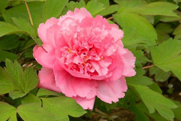 Sinh ngày Âm lịch này là người ham học hỏi, lập trường vững vàng, sau 40 tuổi sự nghiệp thuận lợi-2