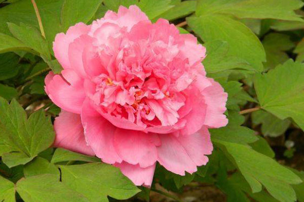 Những người sinh 3 ngày này giàu nhất, có chỉ số IQ và EQ cao, họ sẽ giàu ngay cả khi sinh ra nghèo khó!-4