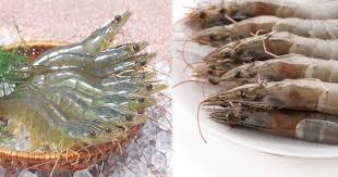 Tôm mua về đừng vội cho vào tủ lạnh: Thêm 1 thìa này, tôm để cả tháng vẫn tươi ngon chắc thịt như mới-3