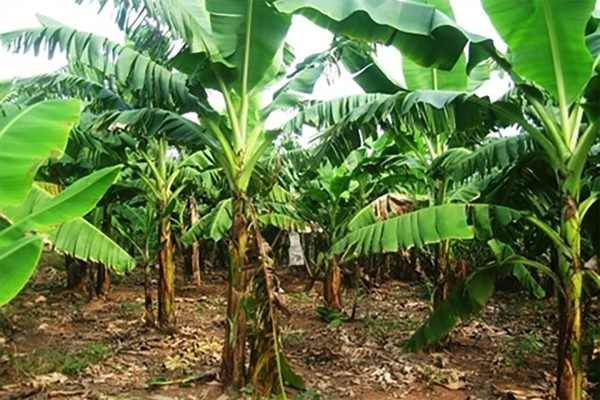 Phú Thọ: Phát hiện thi thể bị vùi lấp trong đống dăm gỗ-2