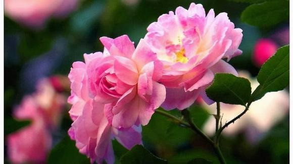 Những người sinh 3 ngày này giàu nhất, có chỉ số IQ và EQ cao, họ sẽ giàu ngay cả khi sinh ra nghèo khó!-1