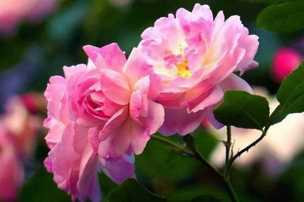 4 con giáp cật lực bon chen, không bao giờ lãng phí dù chỉ 1 giây-3