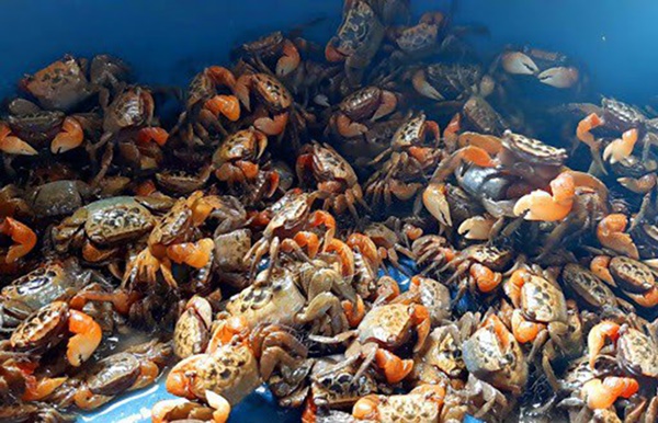 Loài cua lạ chân đỏ rực, trước không ai ăn nay là đặc sản nổi tiếng giá 150.000/kg-4