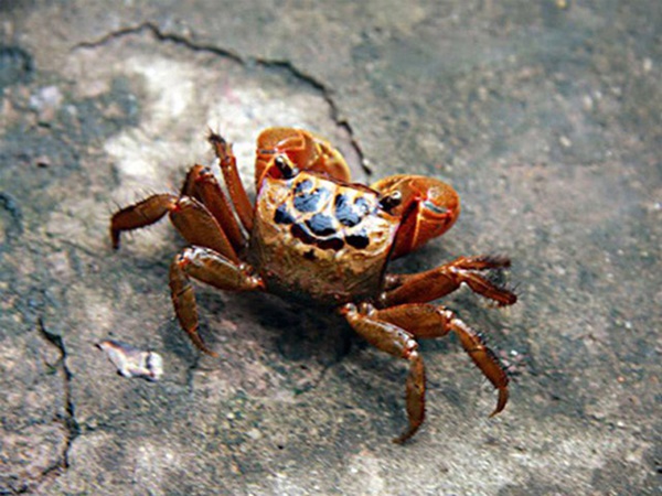 Loài cua lạ chân đỏ rực, trước không ai ăn nay là đặc sản nổi tiếng giá 150.000/kg-5