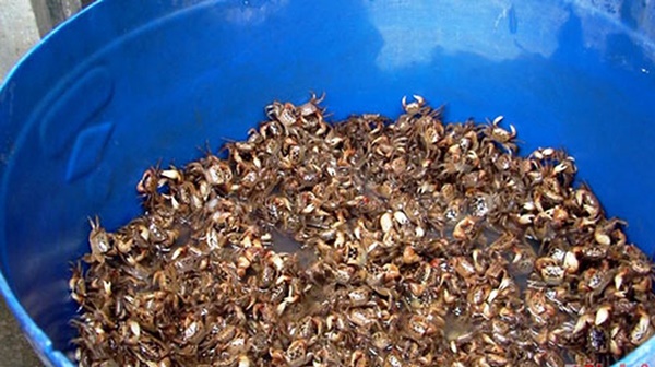 Loài cua lạ chân đỏ rực, trước không ai ăn nay là đặc sản nổi tiếng giá 150.000/kg-6