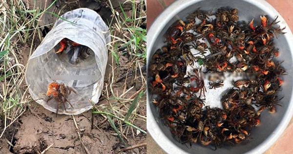 Loài cua lạ chân đỏ rực, trước không ai ăn nay là đặc sản nổi tiếng giá 150.000/kg-10