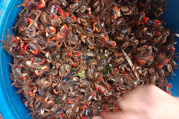 Gió heo may ùa về, cua da đặc sản giá đắt khét vẫn được săn mua-4