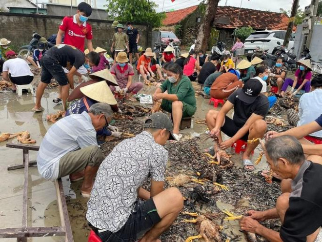 4.000 con gà chết vì mưa lũ, cả làng đến giúp chủ trang trại sơ chế-1