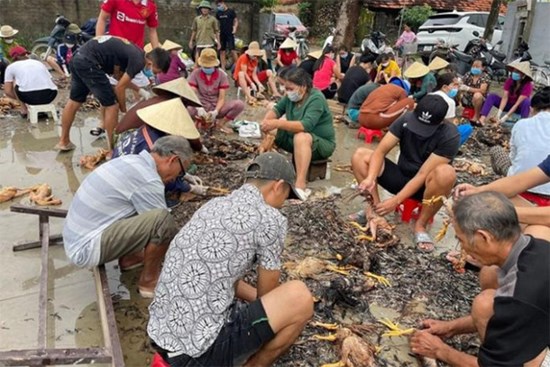 4.000 con gà chết vì mưa lũ, cả làng đến giúp chủ trang trại sơ chế