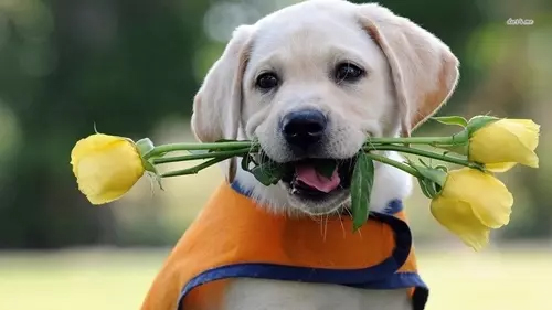 4 con giáp cật lực bon chen, không bao giờ lãng phí dù chỉ 1 giây-2