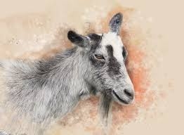 Tử vi tuần mới (3-9/10/2022) của 12 con giáp: Sửu cẩn trọng tiểu nhân, Mùi vượng vận nhân duyên-2