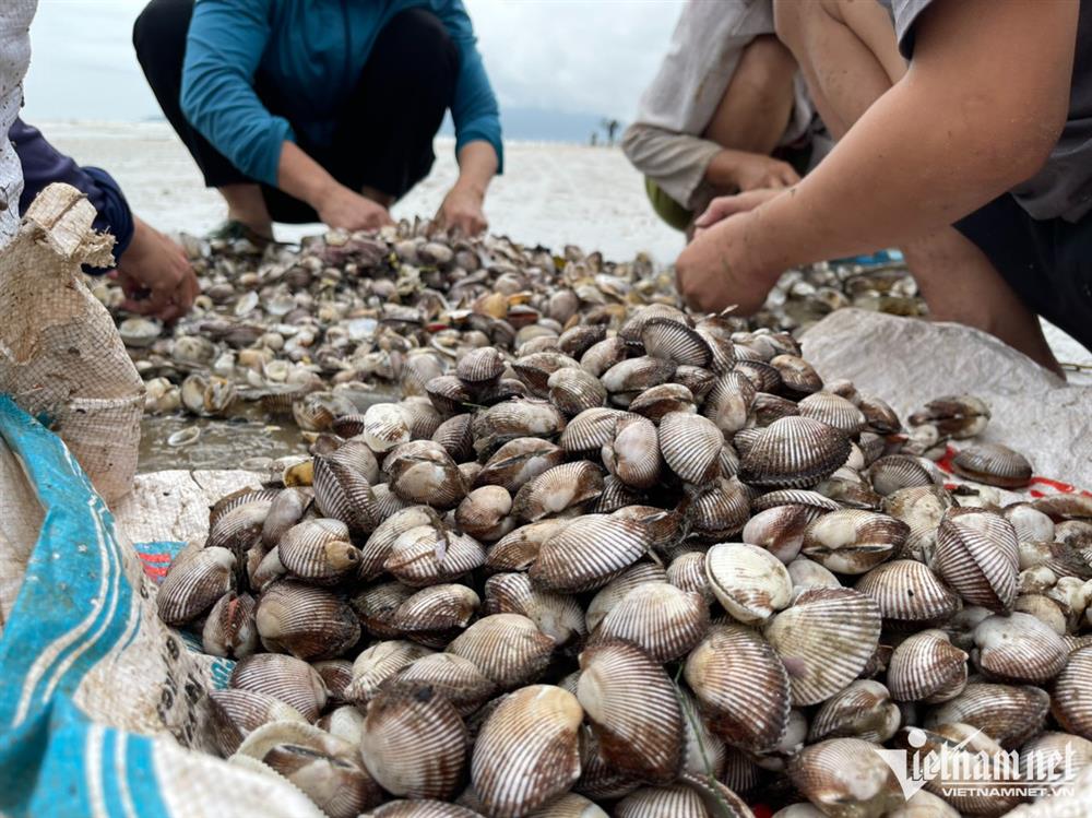 Đi giật lùi vớt lộc trời sau bão, nông dân kiếm hàng triệu đồng-7