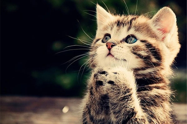 Số trời định sẵn: 3 cặp đôi rủ nhau thoát nạn Tam Tai, thu về bạc tỷ trong 5 năm tới-3