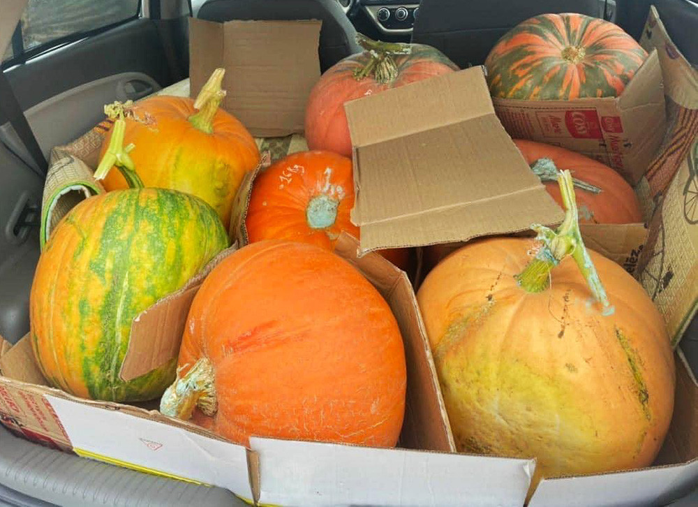 Bí ngô Halloween: Quả khổng lồ giá 7,5 triệu, loại xấu cũng đắt như tôm tươi-1