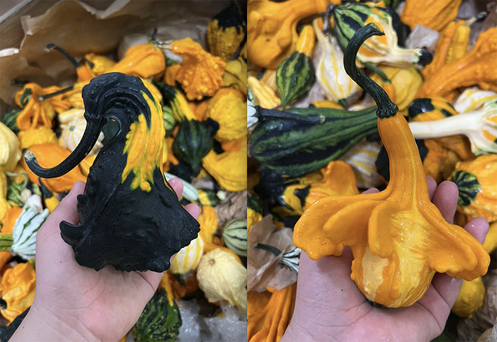Bí ngô Halloween: Quả khổng lồ giá 7,5 triệu, loại xấu cũng đắt như tôm tươi-2