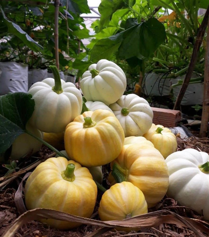 Bí ngô Halloween: Quả khổng lồ giá 7,5 triệu, loại xấu cũng đắt như tôm tươi-3