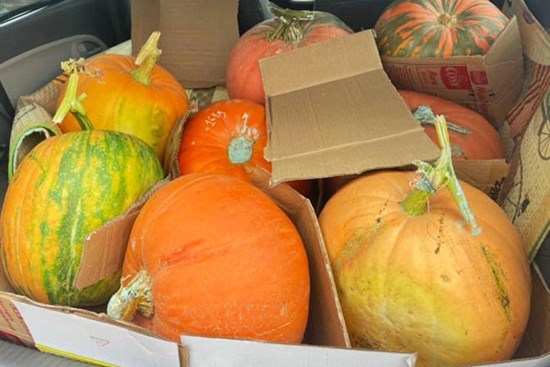 Bí ngô Halloween: Quả khổng lồ giá 7,5 triệu, loại xấu cũng đắt như tôm tươi