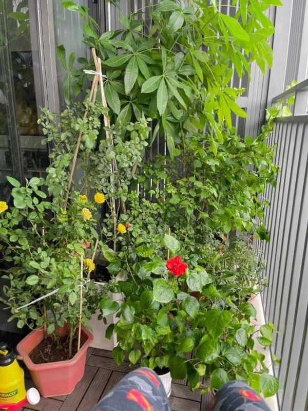 Cơ ngơi toàn mùi tiền của Hoa hậu Kỳ Duyên, ban công được biến tấu thành khu vườn xanh mướt-21