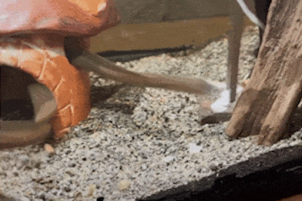 Dân chơi Hà Nội chi hàng trăm triệu nuôi bò sát khổng lồ làm thú cưng-1