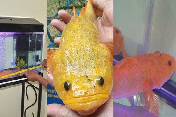 Người phụ nữ tìm thấy cá màu vàng hiếm gặp, khách hỏi mua hơn nửa tỷ chưa bán-1