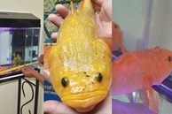 Người phụ nữ tìm thấy cá màu vàng hiếm gặp, khách hỏi mua hơn nửa tỷ chưa bán