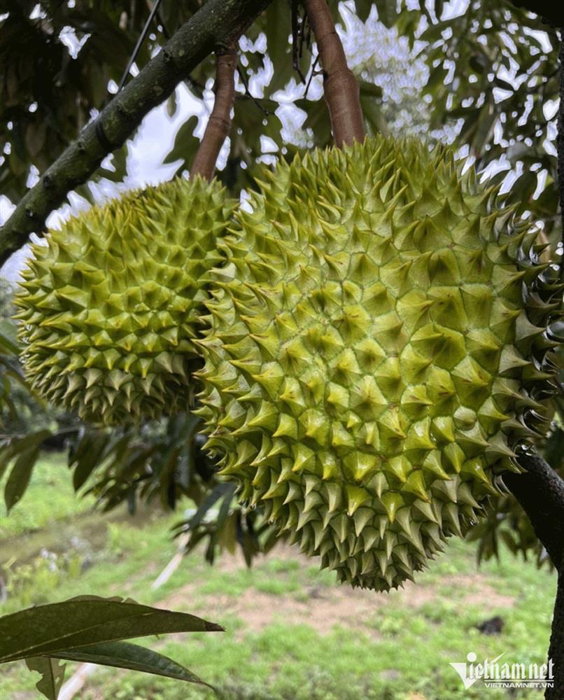 Trở lại vị thế ‘vua trái cây’, cơm sầu riêng giá gần 500 nghìn/kg-2