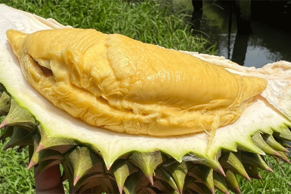 Sầu riêng ngon nhất thế giới bay về Việt Nam giá 4,5 triệu đồng/quả-4
