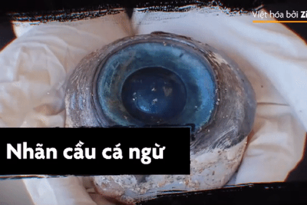 Cặp thằn lằn khổng lồ phá cửa nhà dân tìm kiếm đồ ăn-1